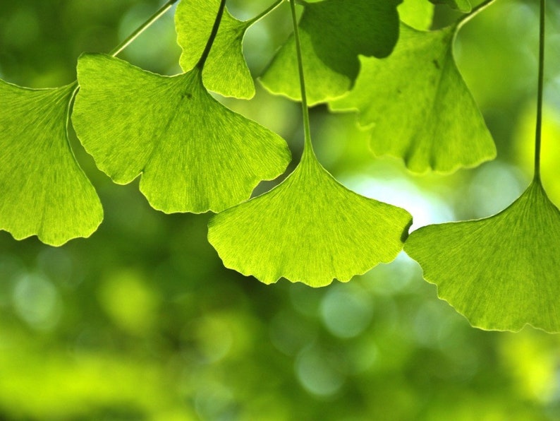 Op de afbeelding: Close-up van groene ginkgo bladeren met een wazige groene achtergrond.
