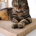see more listings in the Cat scratching posts section