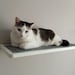 see more listings in the cat shelf section