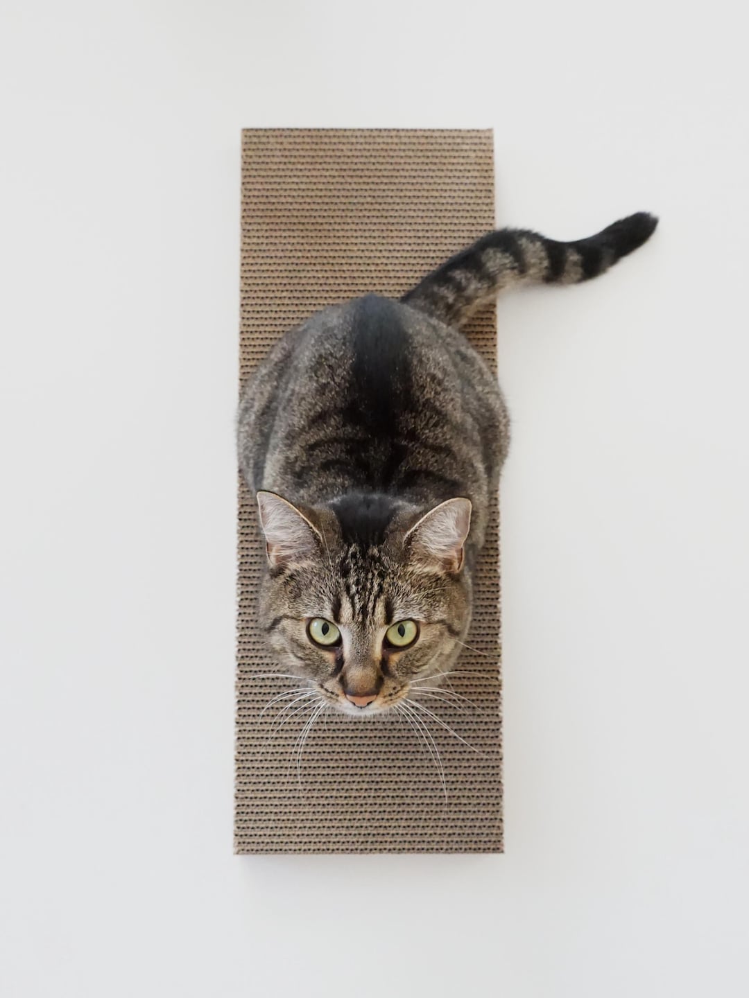 Replacement Cardboard Insert for Purrfur Scratch Wall, Two-sided Smooth ...