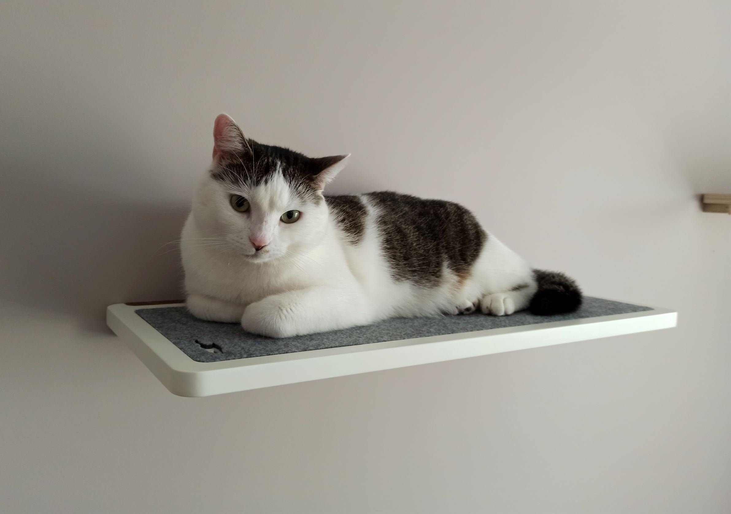 white cat shelves