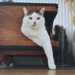 May include: A white cat with black markings peeks out of a wooden cat bed with a black trim. The bed has a logo that says "Purrfectly".