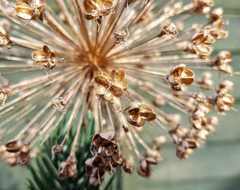 Star Christmas Tree Decoration / Natural Christmas Decoration / Allium Seed Head Decoration / Stunning tree decoration / Table Decoration