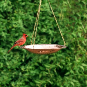 May include: A red cardinal bird perches on the edge of a copper bird bath hanging from a chain. The bird bath is hammered and has a shiny finish.