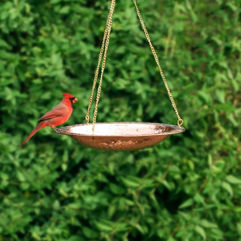 May include: A red cardinal bird perches on the edge of a copper bird bath hanging from a chain. The bird bath is hammered and has a shiny finish.