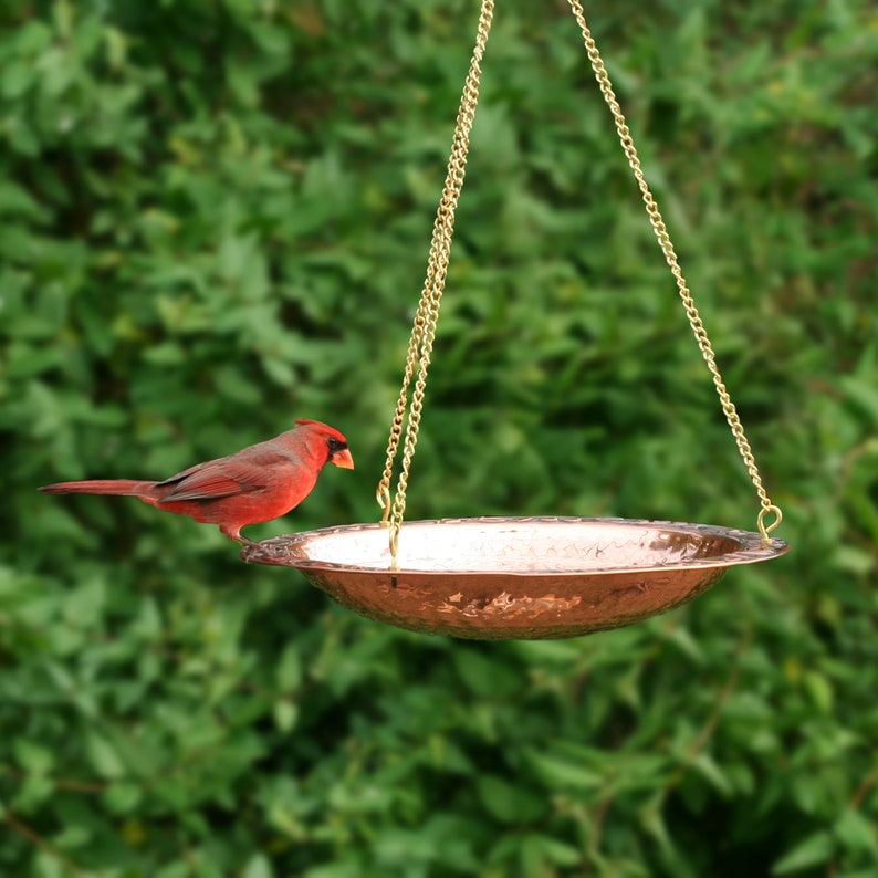 May include: A red cardinal bird perches on the edge of a copper hanging bird bath. The bath is suspended from a chain and has a hammered finish.
