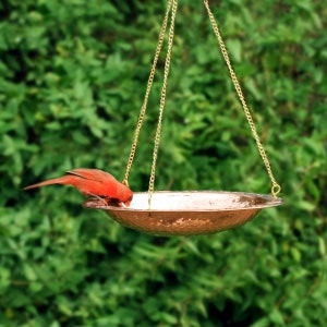 May include: A red cardinal bird drinking water from a copper hanging bird bath. The bird bath is suspended from a chain.
