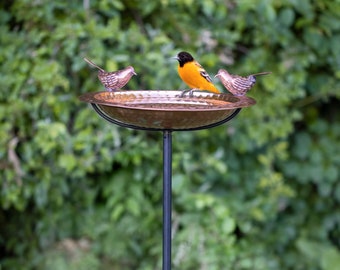 Lot De 4 Disques De Bain Pour Oiseaux En Forme De Tortue | Disque De