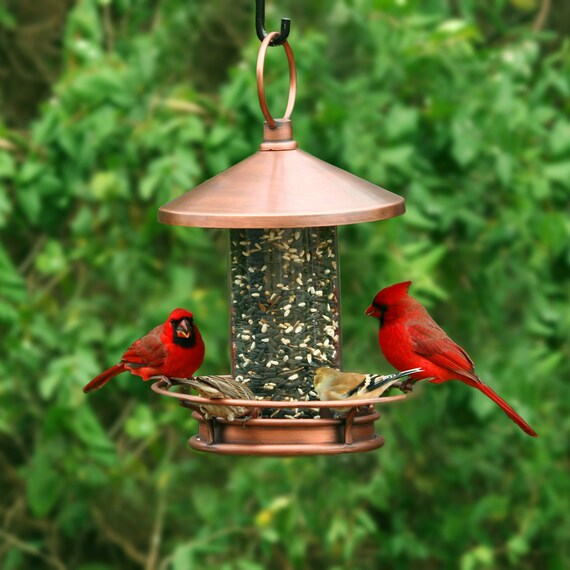 Best bird feeder for cardinals outlet