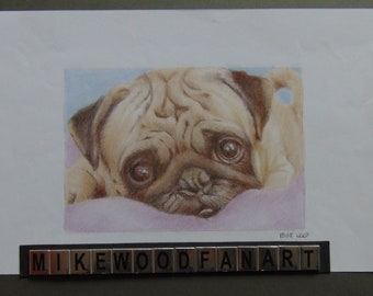 Pug Pencil drawing