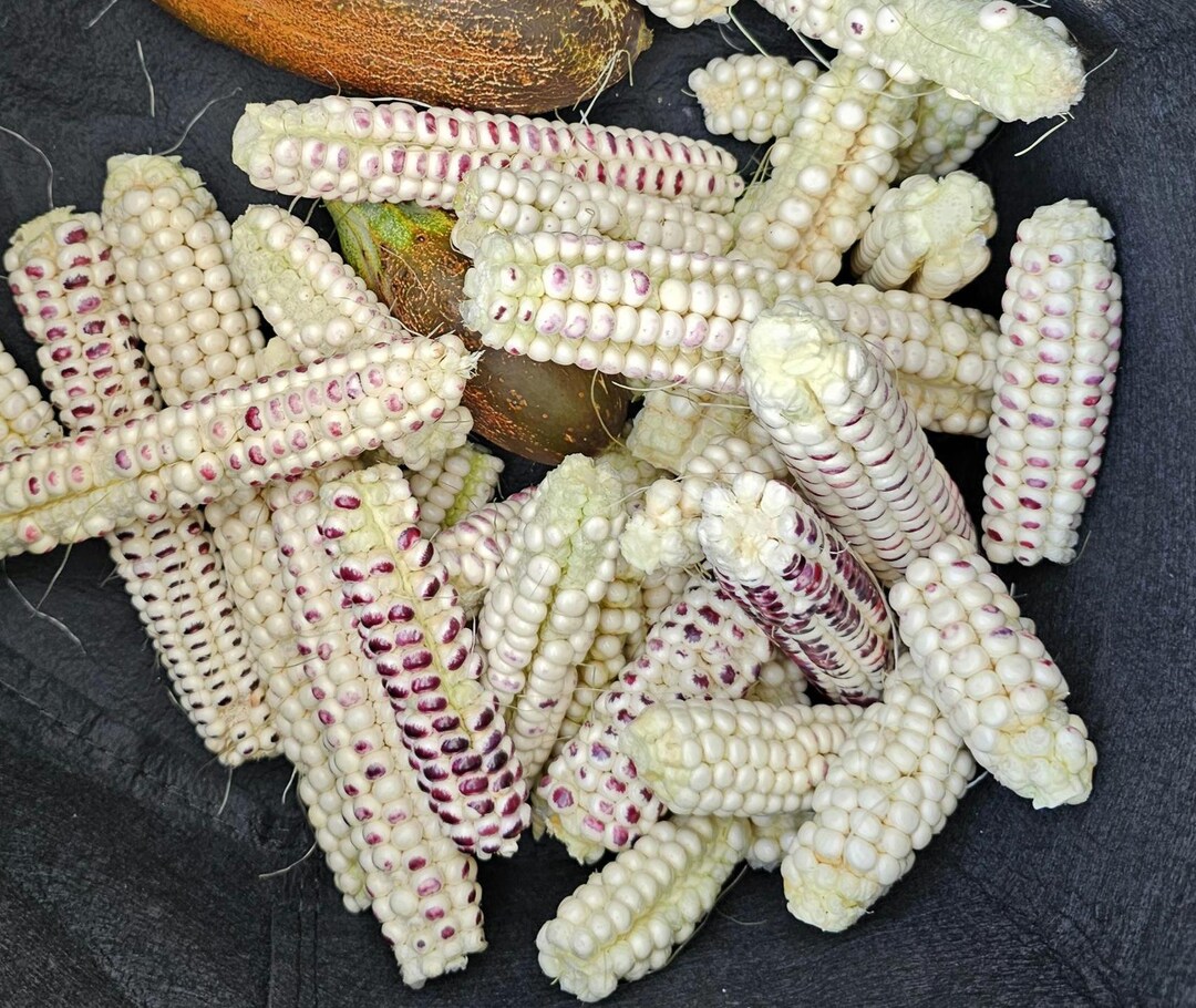Organic Montana Cudu Corn Seeds | Michigan Grown | 2025 Seeds - Etsy