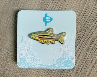 Northern Redbelly dace fish enamel pin - donation item