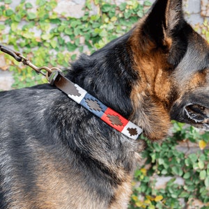 Leather dog collar, Ceibo model