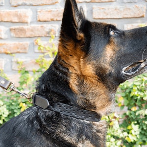 Leather dog collar model