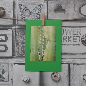 Carte d'anniversaire, cactus, verte, mexicaine, mari, femme, ami, personnalisée, vierge, salutation,