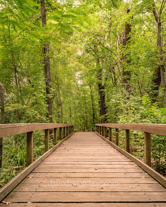 Bridge Photography Pathway Forest Image 0