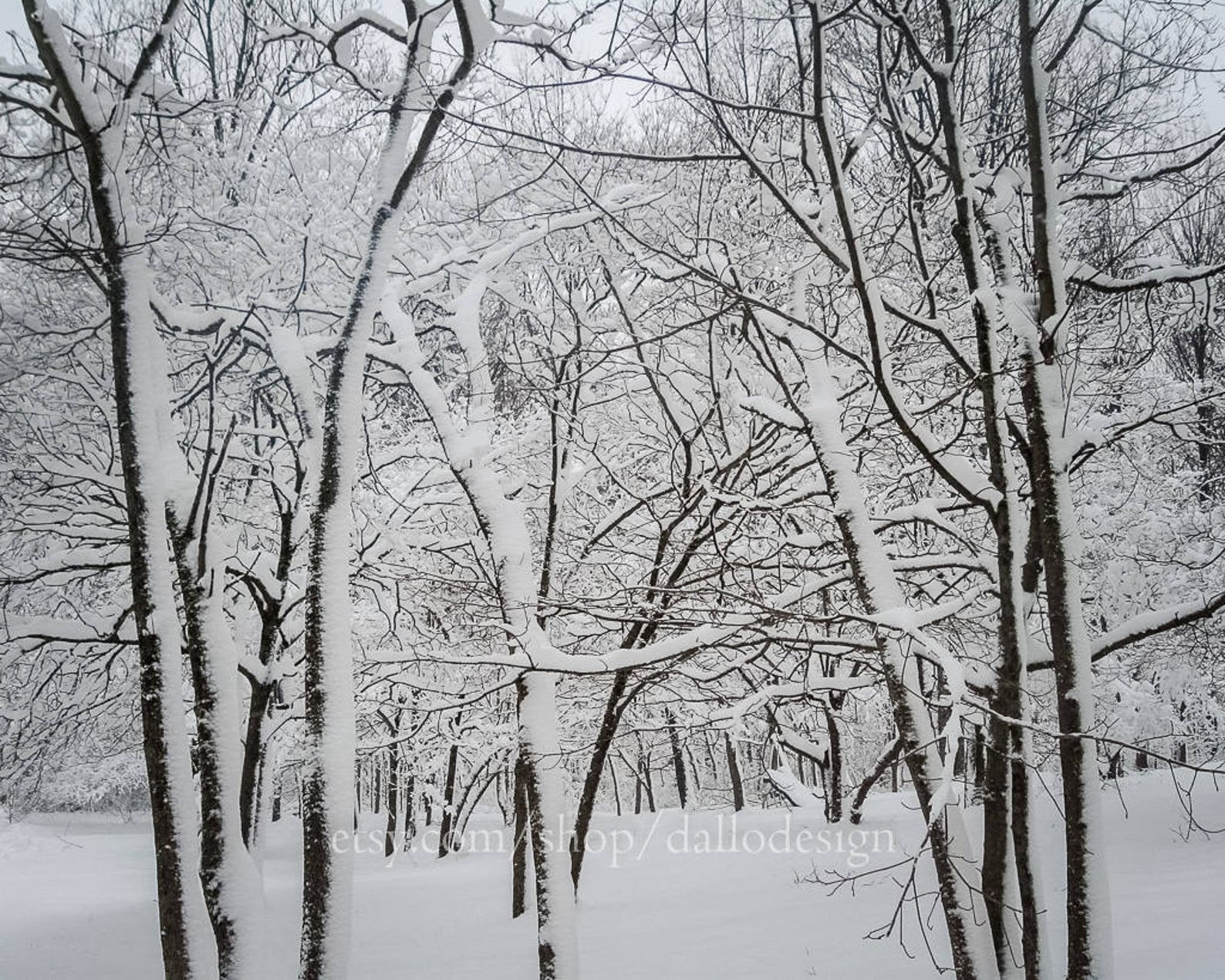 Winter Photography Winter Print Snow Photography Snowy Etsy