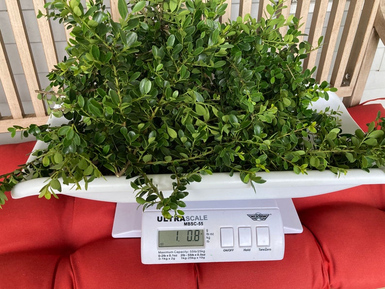 Fresh Boxwood Cut to Order Sold by the Pound Fresh Wreath | Etsy