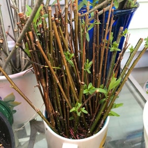 Ten (10) Weeping Willow Tree Cuttings - Salix Babylonica - Cut to Order