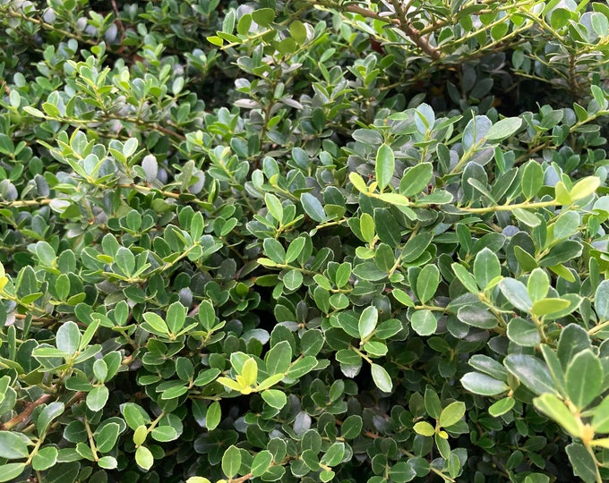 Fresh Boxwood, Cut to Order, Sold by the Pound, Fresh Wreath Greenery ...