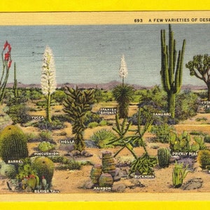 US 1940 Cactus Life Sc 804 Tarjeta Postal Desert Cactus Los Angeles California USA a Suecia Cancelado Oct 9,1940.