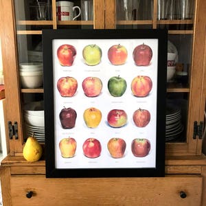 May include: A framed print of a chart featuring 16 different types of apples. Each apple is illustrated with its name below. The apples are arranged in four rows of four. The apples are all different colors, including red, green, yellow, and brown.