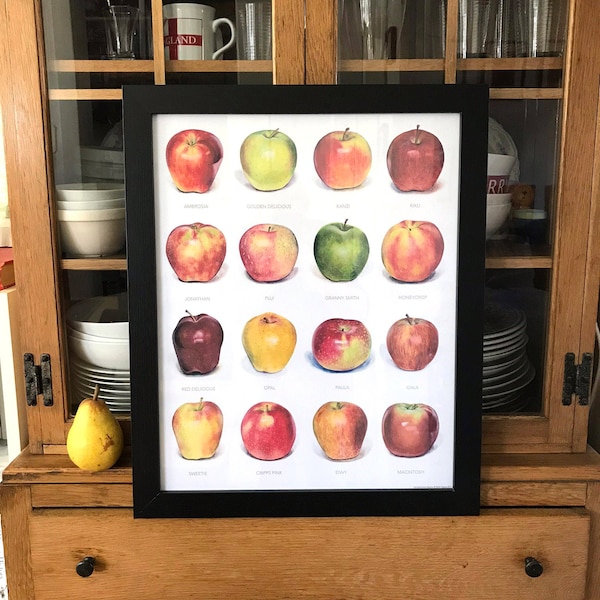 Apple Poster featuring 16 realistic, life-size hand-painted apples • 16 X 20 inches