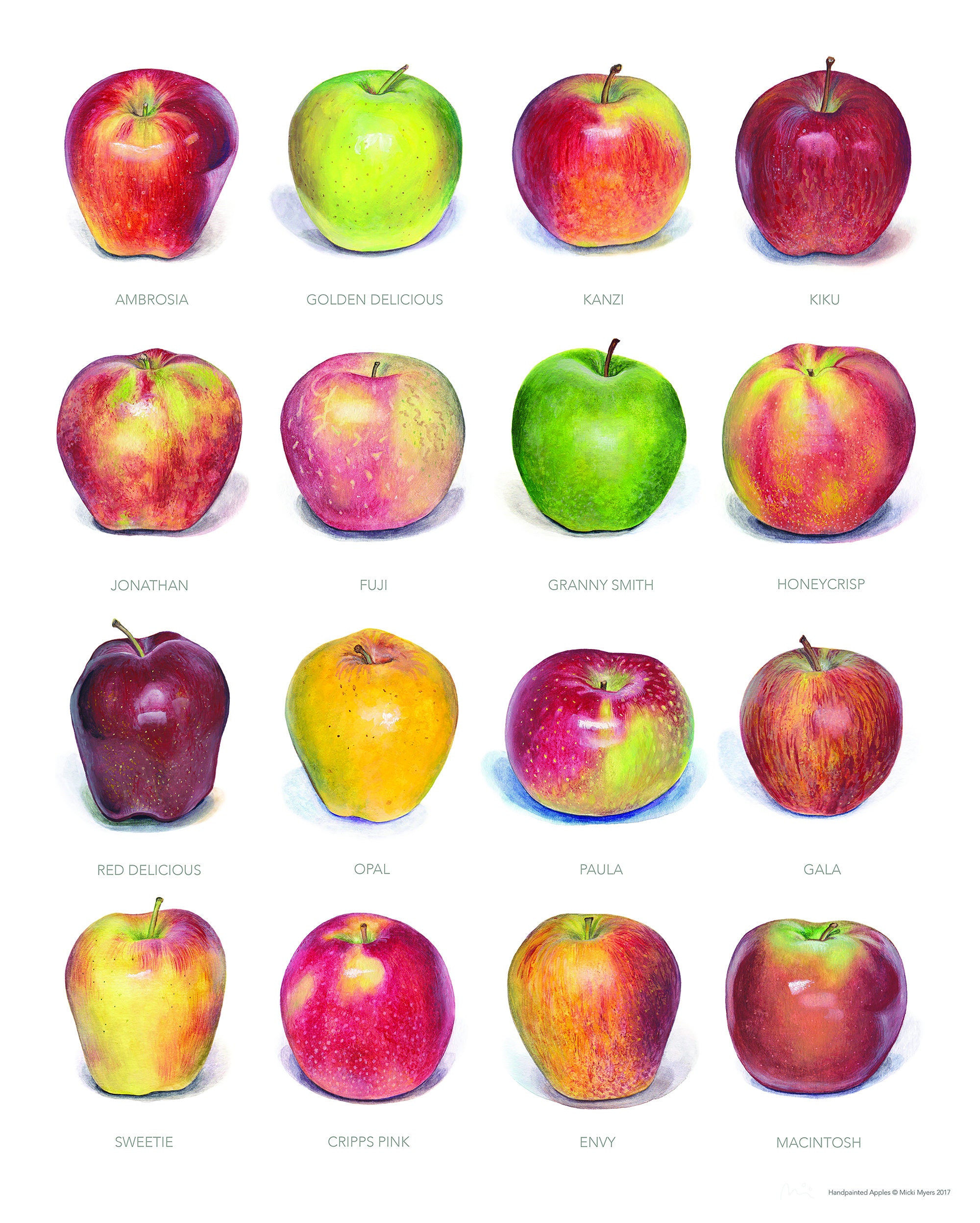 Apple Poster Featuring 16 Realistic, Life-size Hand-painted Apples
