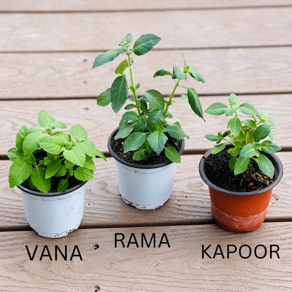 Organic Tulasi Tulsi Plant | Sacred Holy Basil Plant | High Quality Organic Plants | Vana,Rama,Kapoor | 4 Inch Pot | GMO Free | Live Plant |