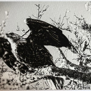 Könnte beinhalten: Ein Schwarzweißfoto eines Habichts, der auf einem Ast sitzt und seine Flügel ausgebreitet hat. Der Habicht schaut nach rechts aus dem Bild. Der Hintergrund ist ein verschwommenes Bild von Bäumen.