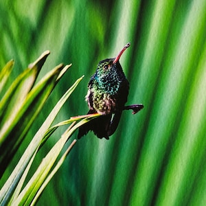 blank card, 5x7, hummingbird photography