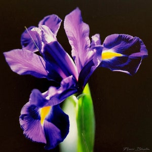 Iris, photograph, 5x5 square notecard,