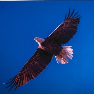 Tarjeta en blanco, águila calva, fotografía en color, papel de archivo, tarjeta de calidad y sobre, firmada por el artista