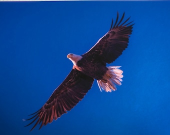 blank card, bald eagle, colour photography, archival paper, quality card and envelope, signed by artist