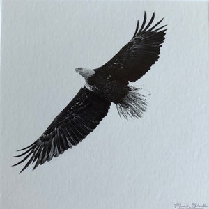 bald eagle blank card, 5x5&quot;, signed, photograph