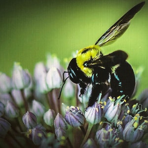 空白カード、5x7、Save The Bees、写真プリント