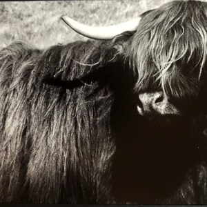 Highland cattle original photograph blank card, signed