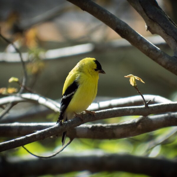 Gold Finch Print