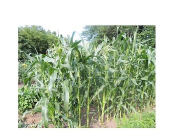 Heirloom Corn seeds kernels to Grow Planting US Seller 50-300 SEEDS usps Shipping!