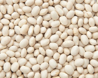 Heirloom Organic small White beans US Seller 50-300 SEEDS USPS Shipping!