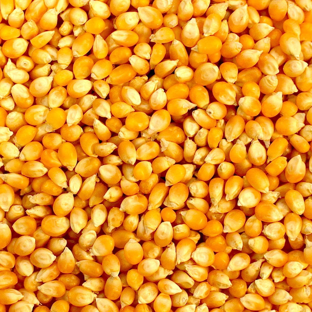 Heirloom Non-GMO CORN kernels Seed for planting grow Cereal Grain usps shipping 