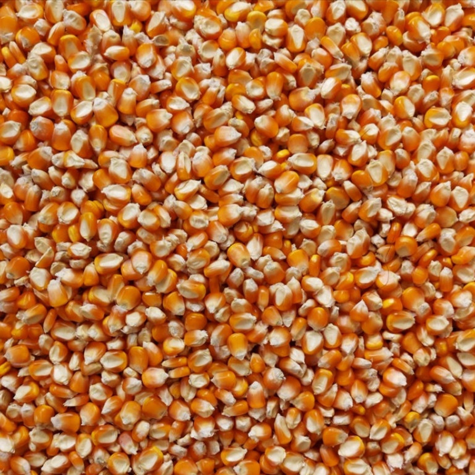 Heirloom POPCORN SEEDS to Grow Corn Kernels Original Yellow Pop Corn