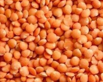 Heirloom Organic Lentils Red US Seller 50-300 SEEDS USPS Shipping!