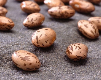 Heirloom Organic Pinto Beans seeds US Seller 50-300 Non- Gmo SEEDS usps Shipping!