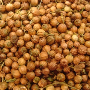 Heirloom CORIANDER whole seeds US Seller 50-300 Non Gmo usps Shipping image 1