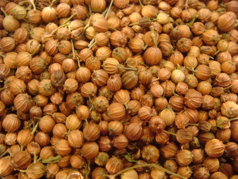 Heirloom CORIANDER whole seeds US Seller 50-300 Non Gmo usps Shipping image 1