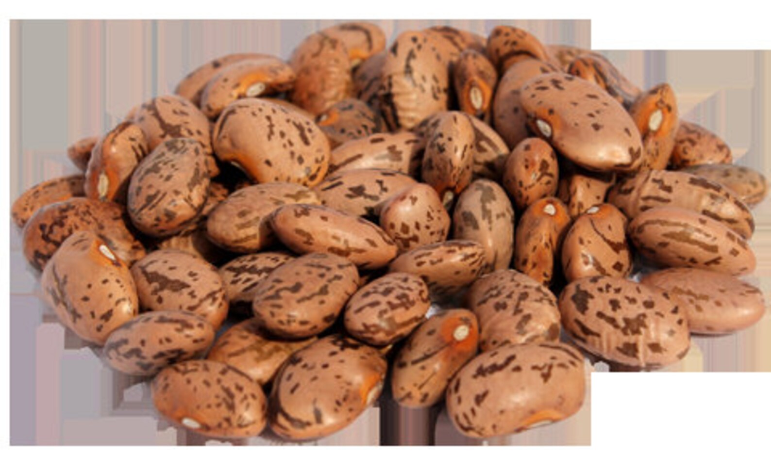 Heirloom Organic Pinto Beans Seeds US Seller 50300 Non Gmo SEEDS Usps