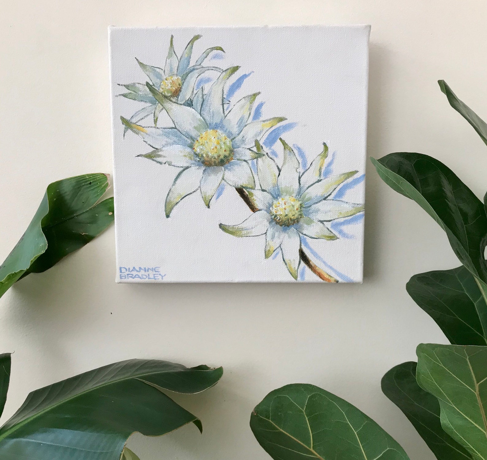 Wall Art. Australian Flannel Flower Painting on a Deep Canvas Etsy