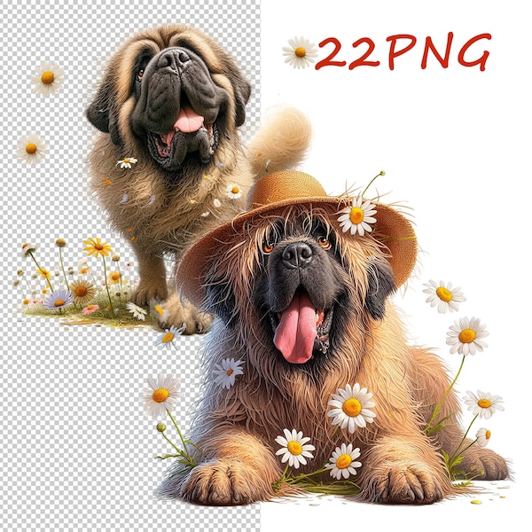 Images of funny mastiff, unusual charm, for your creative activities, complete with unique images, 22 PNG with transparent background