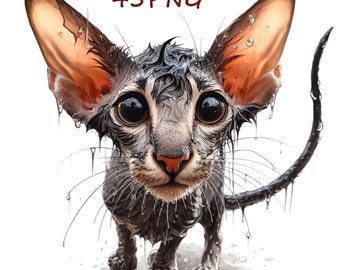 Oriental Shorthair images, unusual charm, for your creative pursuits, enhanced with unique image files 45 PNG images transparent background